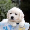 Image of Brielle, a Golden Retriever puppy