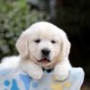 Image of Brielle, a Golden Retriever puppy