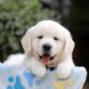 Image of Brielle, a Golden Retriever puppy