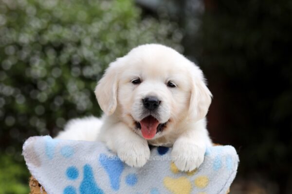 Image of Brielle, a Golden Retriever puppy