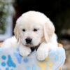 Image of Brooklyn, a Golden Retriever puppy