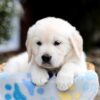 Image of Brooklyn, a Golden Retriever puppy