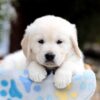 Image of Brooklyn, a Golden Retriever puppy