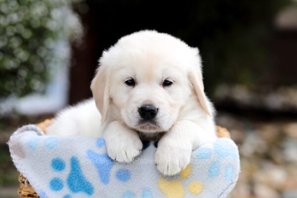 Image of Brooklyn, a Golden Retriever puppy