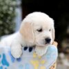 Image of Brooklyn, a Golden Retriever puppy