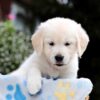 Image of Brooklyn, a Golden Retriever puppy