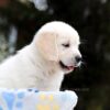 Image of Brooklyn, a Golden Retriever puppy