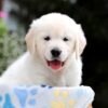 Image of Brooklyn, a Golden Retriever puppy