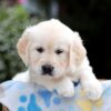 Image of Brynn, a Golden Retriever puppy