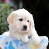 Image of Brynn, a Golden Retriever puppy