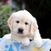 Image of Brynn, a Golden Retriever puppy