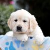 Image of Brynn, a Golden Retriever puppy