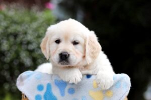 Golden Retriever Puppy First Night Start Here