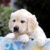 Image of Brynn, a Golden Retriever puppy