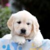 Image of Brynn, a Golden Retriever puppy