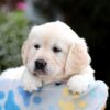 Image of Brynn, a Golden Retriever puppy