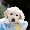 Image of Brynn, a Golden Retriever puppy