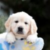 Image of Brynn, a Golden Retriever puppy