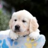 Image of Brynn, a Golden Retriever puppy