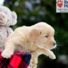 Image of Bubbles, a Golden Retriever puppy