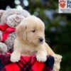 Image of Bubbles, a Golden Retriever puppy