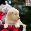 Image of Bubbles, a Golden Retriever puppy