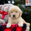 Image of Bubbles, a Golden Retriever puppy