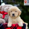 Image of Bubbles, a Golden Retriever puppy