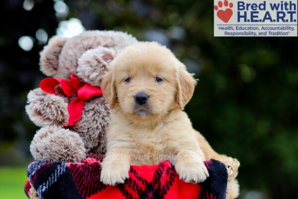 Image of Bubbles, a Golden Retriever puppy