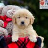 Image of Bubbles, a Golden Retriever puppy