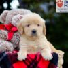 Image of Bubbles, a Golden Retriever puppy