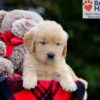 Image of Bubbles, a Golden Retriever puppy