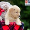 Image of Bubbles, a Golden Retriever puppy