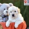 Image of Callie (trained), a Golden Retriever puppy