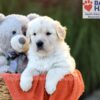 Image of Callie (trained), a Golden Retriever puppy