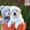 Image of Callie (trained), a Golden Retriever puppy