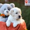 Image of Callie (trained), a Golden Retriever puppy