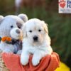 Image of Callie (trained), a Golden Retriever puppy