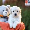 Image of Callie (trained), a Golden Retriever puppy