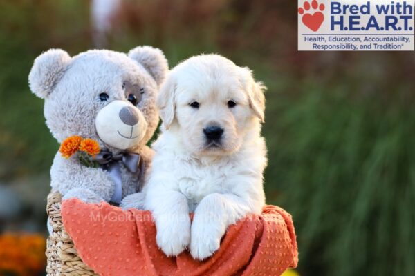 Image of Callie (trained), a Golden Retriever puppy