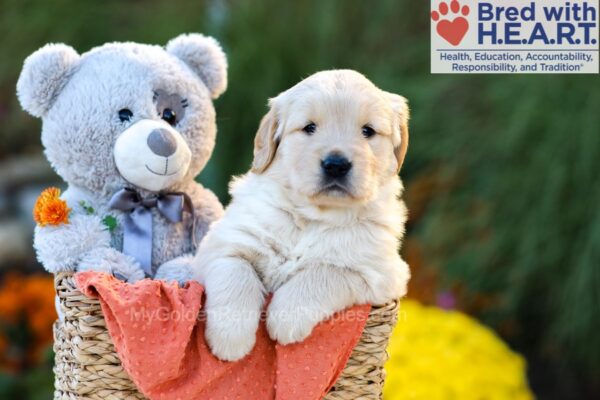 Image of Chloe, a Golden Retriever puppy