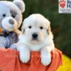 Image of Cora (trained), a Golden Retriever puppy