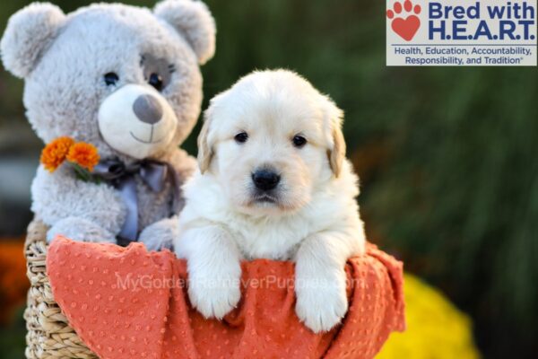 Image of Cora (trained), a Golden Retriever puppy