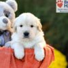 Image of Cora (trained), a Golden Retriever puppy