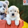 Image of Cora (trained), a Golden Retriever puppy