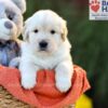 Image of Cora (trained), a Golden Retriever puppy