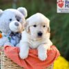 Image of Crystal, a Golden Retriever puppy