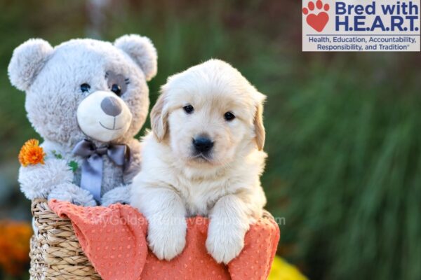 Image of Crystal, a Golden Retriever puppy