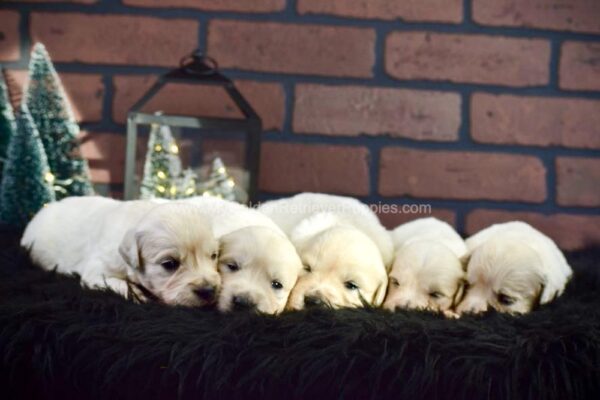 Image of Christmas Creams 🎄, a Golden Retriever puppy