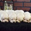 Image of Christmas Creams 🎄, a Golden Retriever puppy